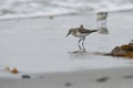 Semipalmated Sandpiper Calidris pusilla Foraging on beach Royalty Free Stock Photo