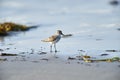 Semipalmated Sandpiper Calidris pusilla Foraging on beach Royalty Free Stock Photo