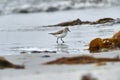 Semipalmated Sandpiper Calidris pusilla foraging on beach Royalty Free Stock Photo