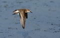 Semipalmated sandpiper, Calidris pusilla Royalty Free Stock Photo