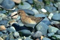 Semipalmated sandpiper, Calidris pusilla on Pebble Beach, Southern Vancouver Island, British Columbia Royalty Free Stock Photo