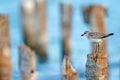 Semipalmated sandpiper, Calidris pusilla, sea water bird in the nature habitat. Animal on the ocean coast. White bird in the sand Royalty Free Stock Photo