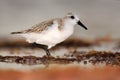 Semipalmated sandpiper, Calidris pusilla, sea water bird in the nature habitat. Animal on the ocean coast. White bird in the sand