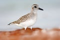 Semipalmated sandpiper, Calidris pusilla, sea water bird in the nature habitat. Animal on the ocean coast. White bird in the sand Royalty Free Stock Photo