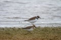 Semipalmated sandpiper wading along arctic shoreline Royalty Free Stock Photo