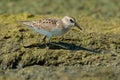 Semipalmated Sandpiper - Calidris pusilla Royalty Free Stock Photo