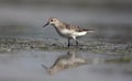 Semipalmated sandpiper, Calidris pusilla Royalty Free Stock Photo