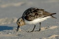 Semipalmated Sandpiper Foraging Royalty Free Stock Photo