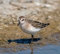 Semipalmated Sandpiper