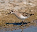 Semipalmated Sandpiper