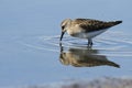 Semipalmated sandpiper with reflection Royalty Free Stock Photo