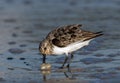 Semipalmated Sandpiper with Sand Crab Royalty Free Stock Photo