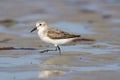 Semipalmated Sandpiper on the Shore