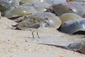 Semipalmated Sandpiper and Spawning Horseshoe Crabs  on Delaware Bay Beach Royalty Free Stock Photo