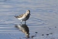 Semipalmated sandpiper standing in water Royalty Free Stock Photo