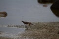 Semipalmated sandpiper wading along arctic shoreline Royalty Free Stock Photo