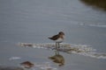 Semipalmated sandpiper wading along arctic shoreline Royalty Free Stock Photo