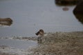 Semipalmated sandpiper wading along arctic shoreline Royalty Free Stock Photo