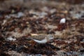 Semipalmated sandpiper wading along arctic shoreline Royalty Free Stock Photo