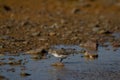 Semipalmated sandpiper wading along arctic shoreline Royalty Free Stock Photo