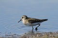 Semipalmated sandpiper wading Royalty Free Stock Photo