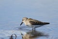 Semipalmated sandpiper wading in water Royalty Free Stock Photo