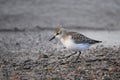 Semipalmated sandpiper walks along a rocky shore of Lake Ontario Royalty Free Stock Photo