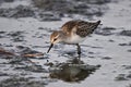 Semipalmated sandpiper walks along a rocky shore Royalty Free Stock Photo