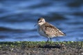 Semipalmated Sandpiper walks along the waters edge Royalty Free Stock Photo