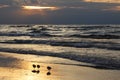 Semipalmated Sandpipers on Beach at Sunset