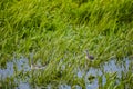 Semipalmated Sandpipers Calidris pusilla In Marsh Grass