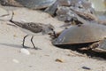 Semipalmated Sandpipers hunting for Horseshoe Crab eggs on Delaware Bay Beach Royalty Free Stock Photo