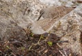 Semipalmated Sandpipers Royalty Free Stock Photo