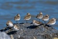 Semipalmated Sandpipers on a rock along the coast of the Delaware Bay.