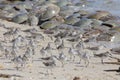 Semipalmated Sandpipers and Spawning Horseshoe Crabs  on Delaware Bay Beach Royalty Free Stock Photo