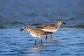 Semipalmated sandpipers wading in blue water in Southwest Florida