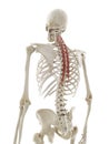 the semispinalis thoracis Royalty Free Stock Photo