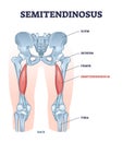 Semitendinosus muscle and leg bone anatomical structure outline diagram Royalty Free Stock Photo