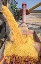 Semitruck dumping corn kernels into auger on farm Royalty Free Stock Photo