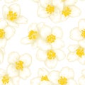 Semless pattern branch white flower jasmine with graphic watercolour style isolated on white background. Hand-draw branch flowers Royalty Free Stock Photo