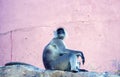 Semnopithecus also known as a Gray langur Primate posing in Jaipur city located in Rajasthan state