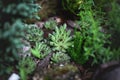 Sempervivium calcareum, the houseleek