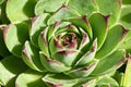 Sempervivum Royalty Free Stock Photo