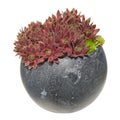 Sempervivum Royalty Free Stock Photo