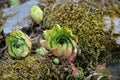Sempervivum aka houseleeks, liveforever or hen and chicks, a succulent perennial forming mats composed of tufted leaves in rosette Royalty Free Stock Photo