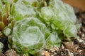 Sempervivum arachnoideum cobweb house-leek