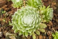 Spider web succulent forming a beautiful background with some parts in focus Royalty Free Stock Photo