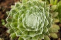 Spider web succulent forming a beautiful background with some parts in focus Royalty Free Stock Photo