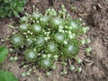 Sempervivum arachnoideum Royalty Free Stock Photo