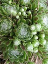 Sempervivum arachnoideum Royalty Free Stock Photo